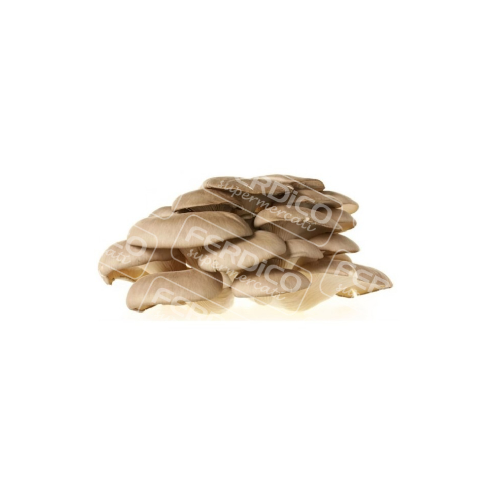 FUNGHI PLEUROTUS KG PROV.IT